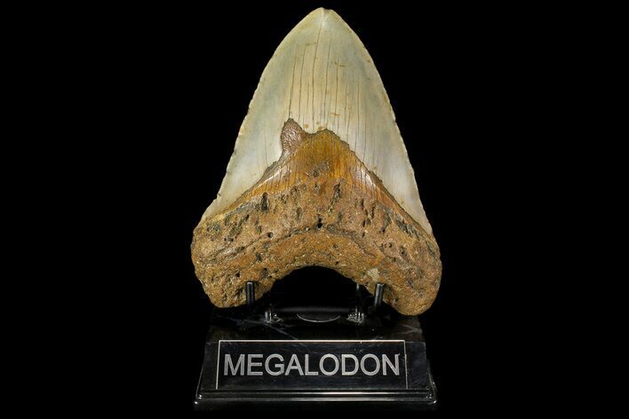 Huge, Fossil Megalodon Tooth - North Carolina #109769